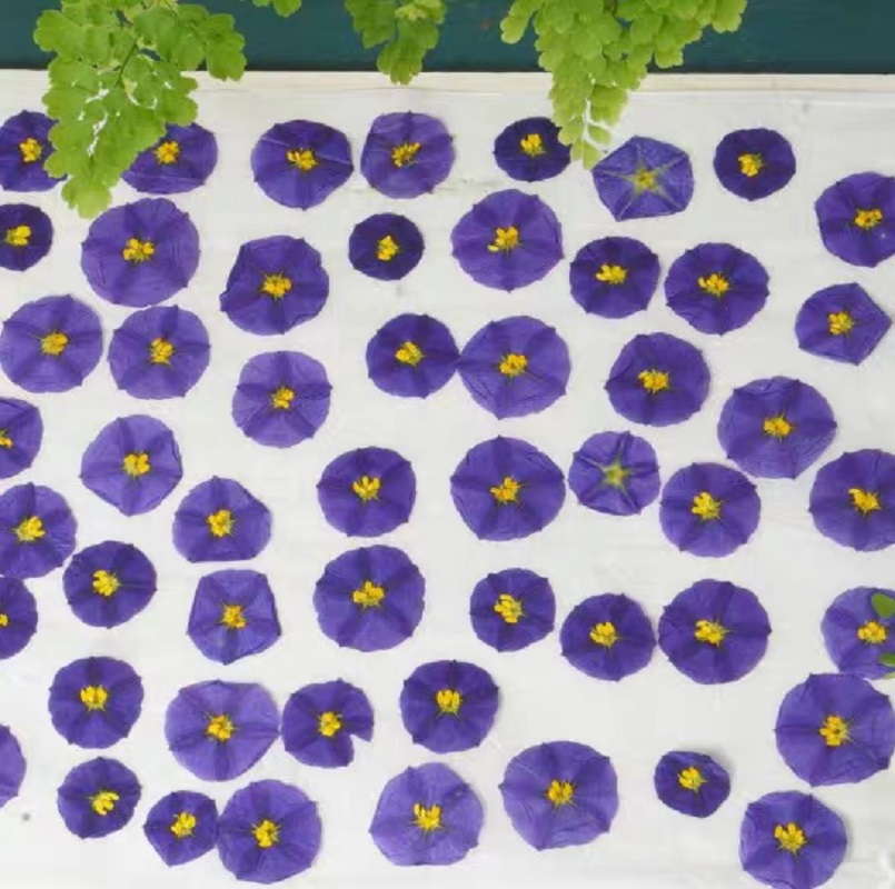 압축 건조 Lycianthes Rantonnetii 쓴 - Dried Flower Bookmark 리뷰 및 가격