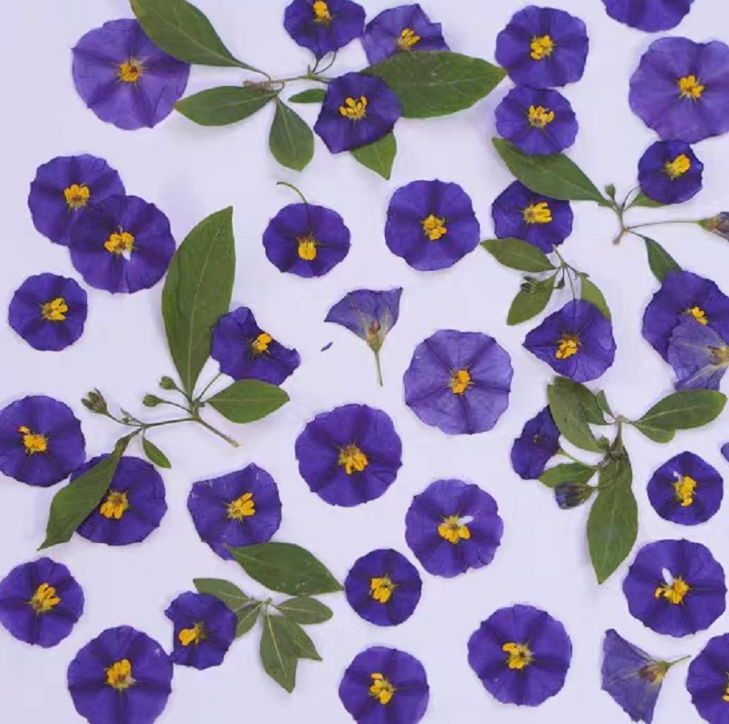 압축 건조 Lycianthes Rantonnetii 쓴 - Dried Flower Bookmark 리뷰 및 가격